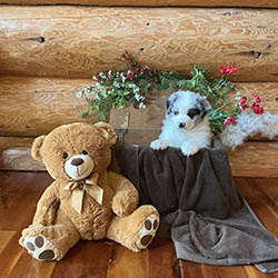 sirius aussies australian shepherd 5 weeks old puppy, 2 available